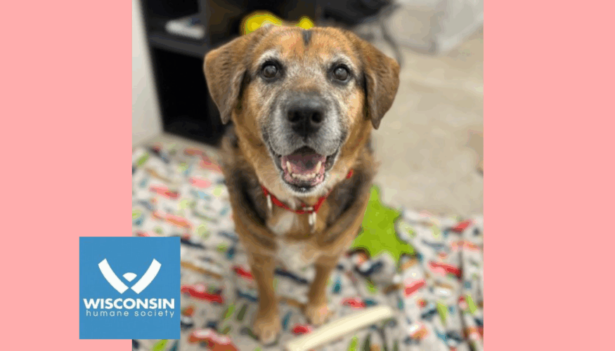 Kenosha.com's Pet of the Week - Bella Rose