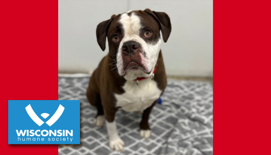 Kenosha.com Pet of the Week - Buck