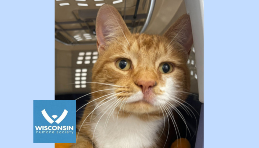 Kenohsa.com's Pet of the Week - Heavy Machinery