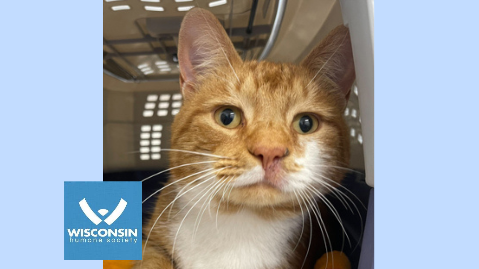 Kenohsa.com's Pet of the Week - Heavy Machinery