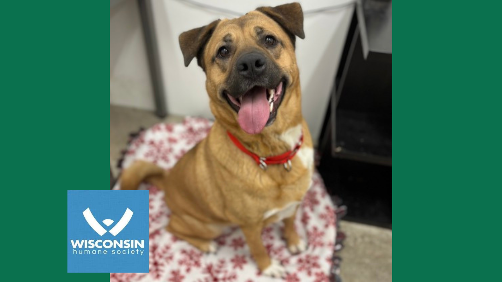 Kenosha.com's Pet of the Week: Milo