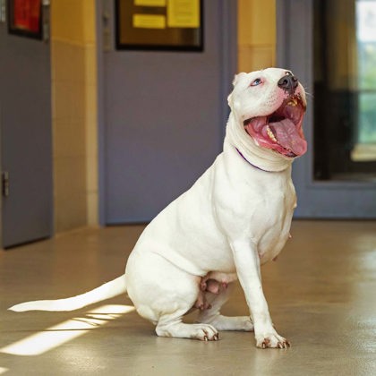 Kenosha.com's Pet of the Week: Xena