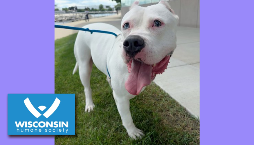 Kenosha.com's Pet of the Week Xena