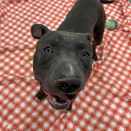 Angeles - Kenosha.com Pet of the Week