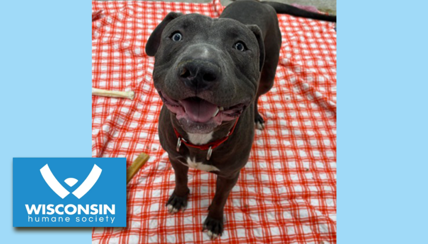 Kenosha.com Pet of the Week - Angeles