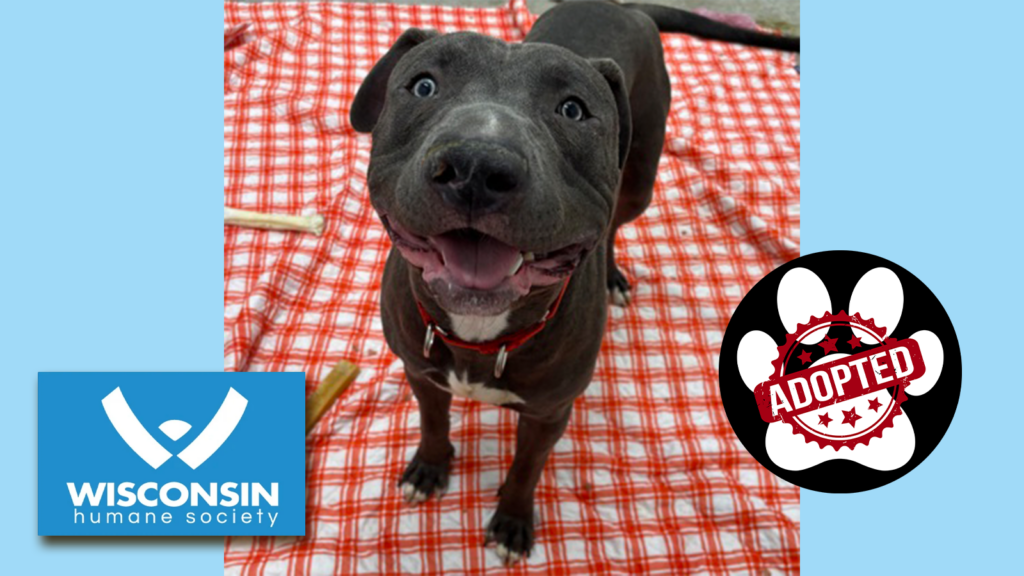 Kenosha.com Pet of the Week - Angeles - Now Adopted