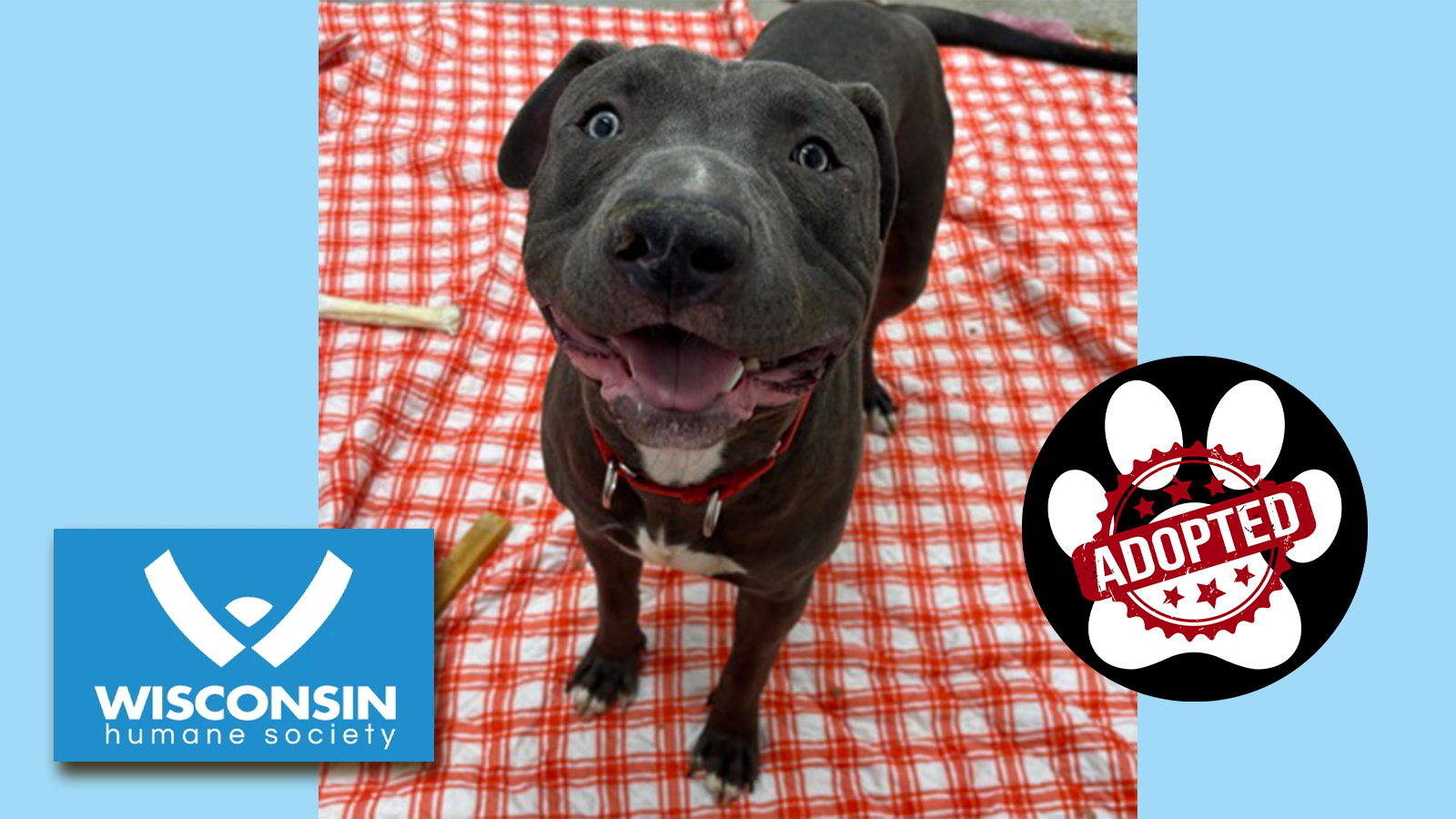 Kenosha.com Pet of the Week - Angeles - Now Adopted