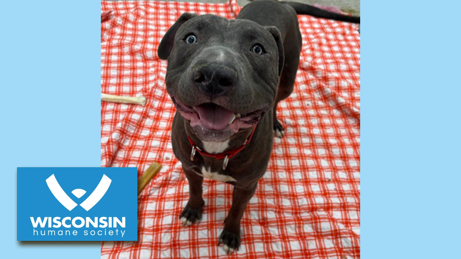 Kenosha.com Pet of the Week - Angeles