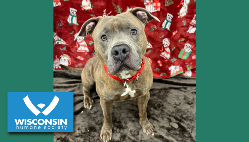 Kenosha.com's Pet of the Week - Plutonium