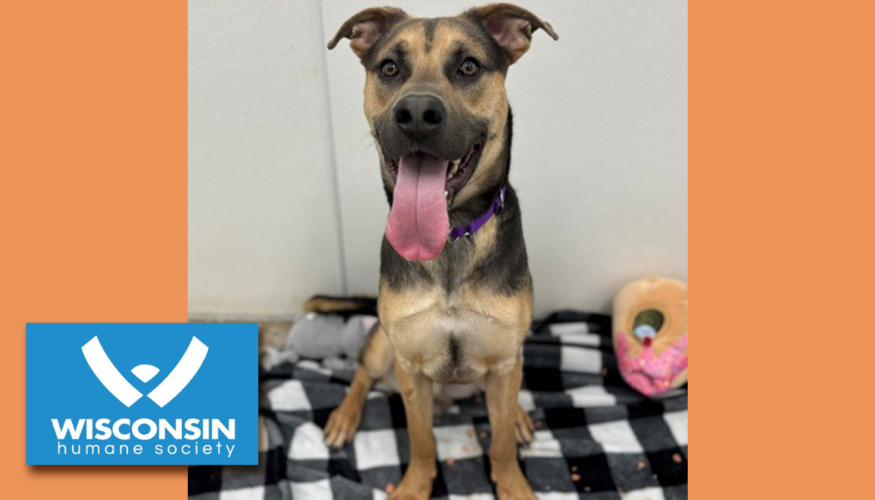 Kenosha.com's Pet of the Week Nitrile