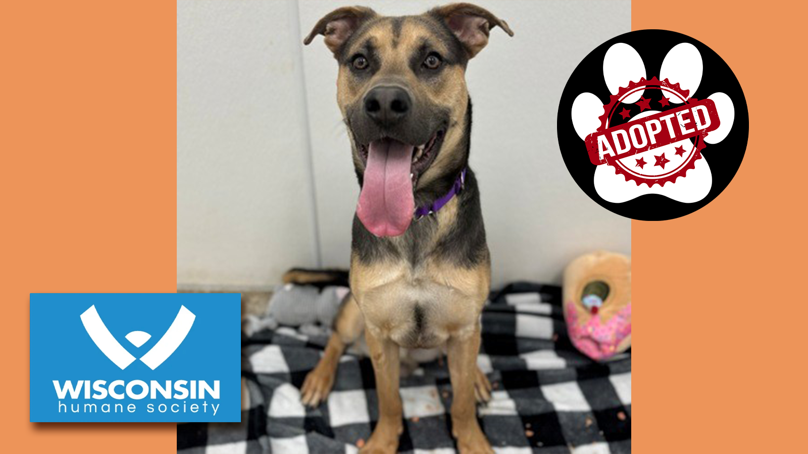 k.com POTW Nitrile – Adopted Kenosha.com's Pet of the Week Nitrile - Adopted