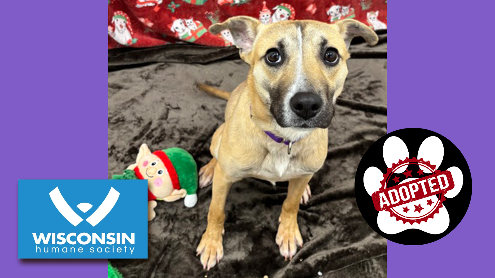 Kenosha.com's Pet of the Week Saskia - Now Adopted