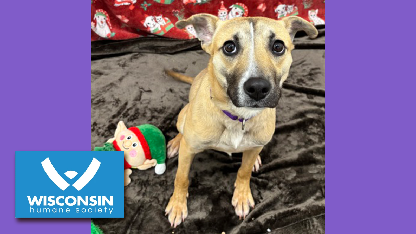 Kenosha.com's Pet of the Week Saskia