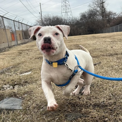 Kane Kenosha.com's Pet of the Week