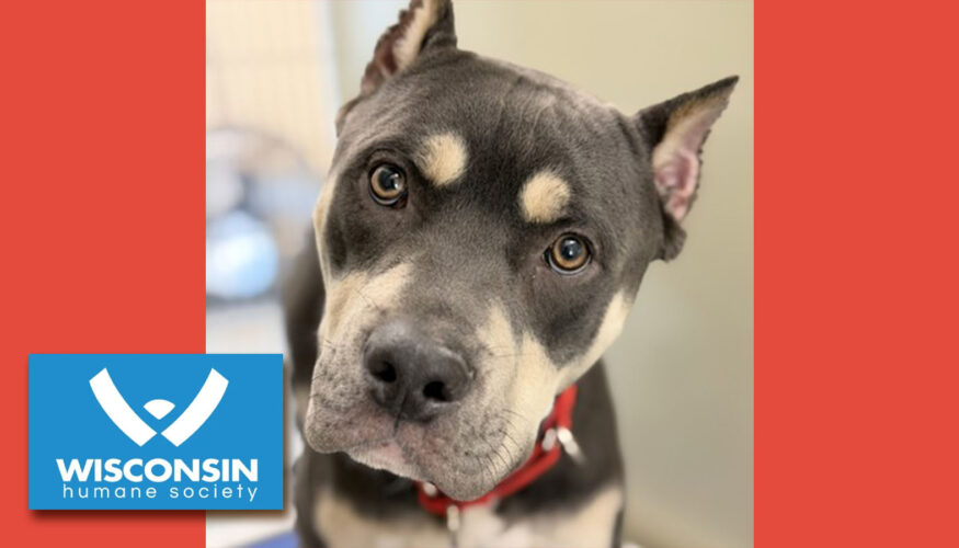 Kenosha.com Pet of the Week Knox