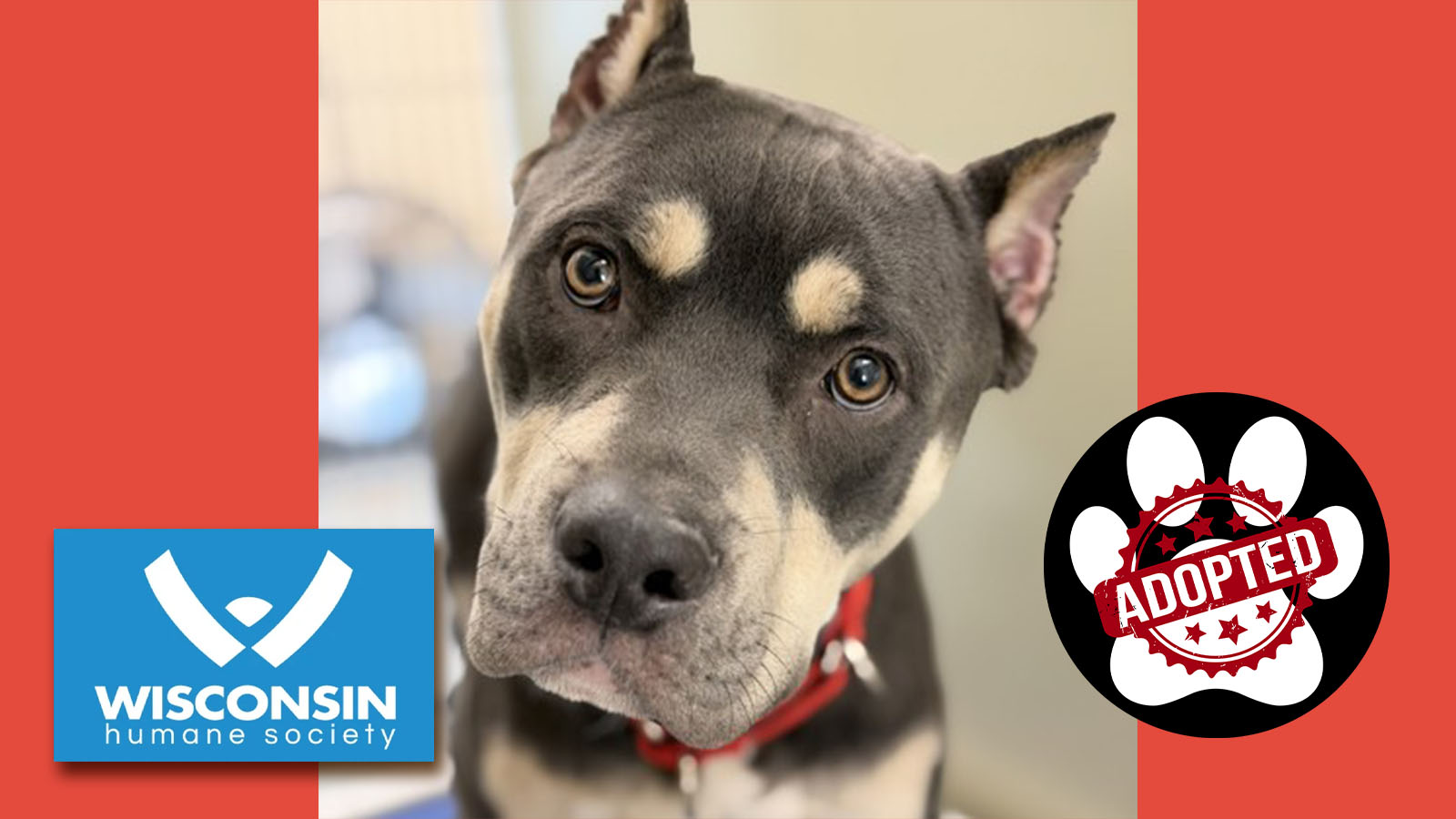 Kenosha.com Pet of the Week Knox - Now Adopted