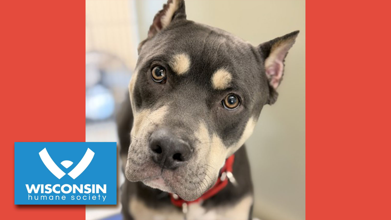 Kenosha.com Pet of the Week Knox