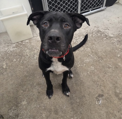 Meet Kiara Kenosha.com's Pet of the Week