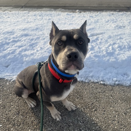 Kenosha.com Pet of the Week Knox