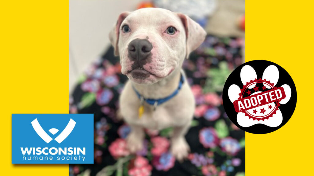 k.com POTW Kane - Adopted