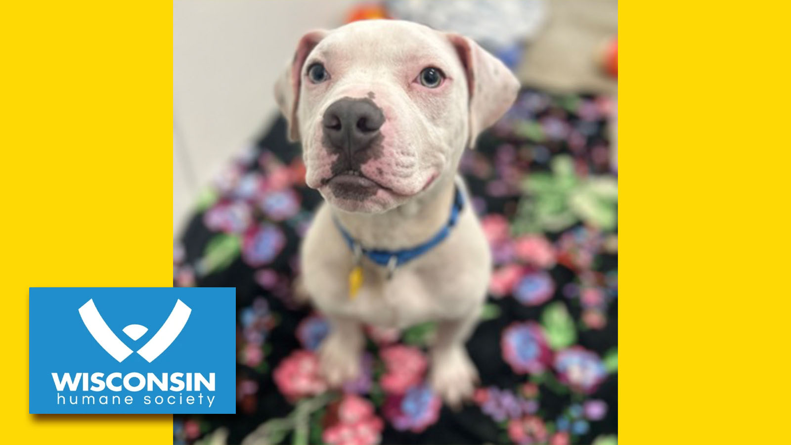 Kenosha.com's Pet of the Week: Kane