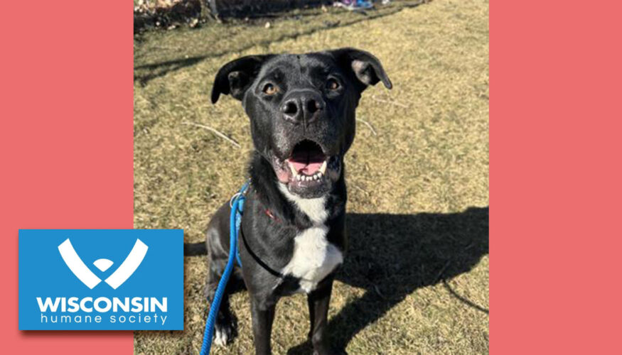 Kenosha.com's Pet of the Week - Kiara