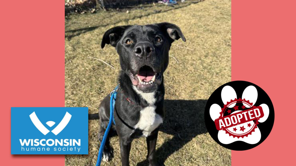 Kenosha.com's Pet of the Week - Kiara Now Adopted