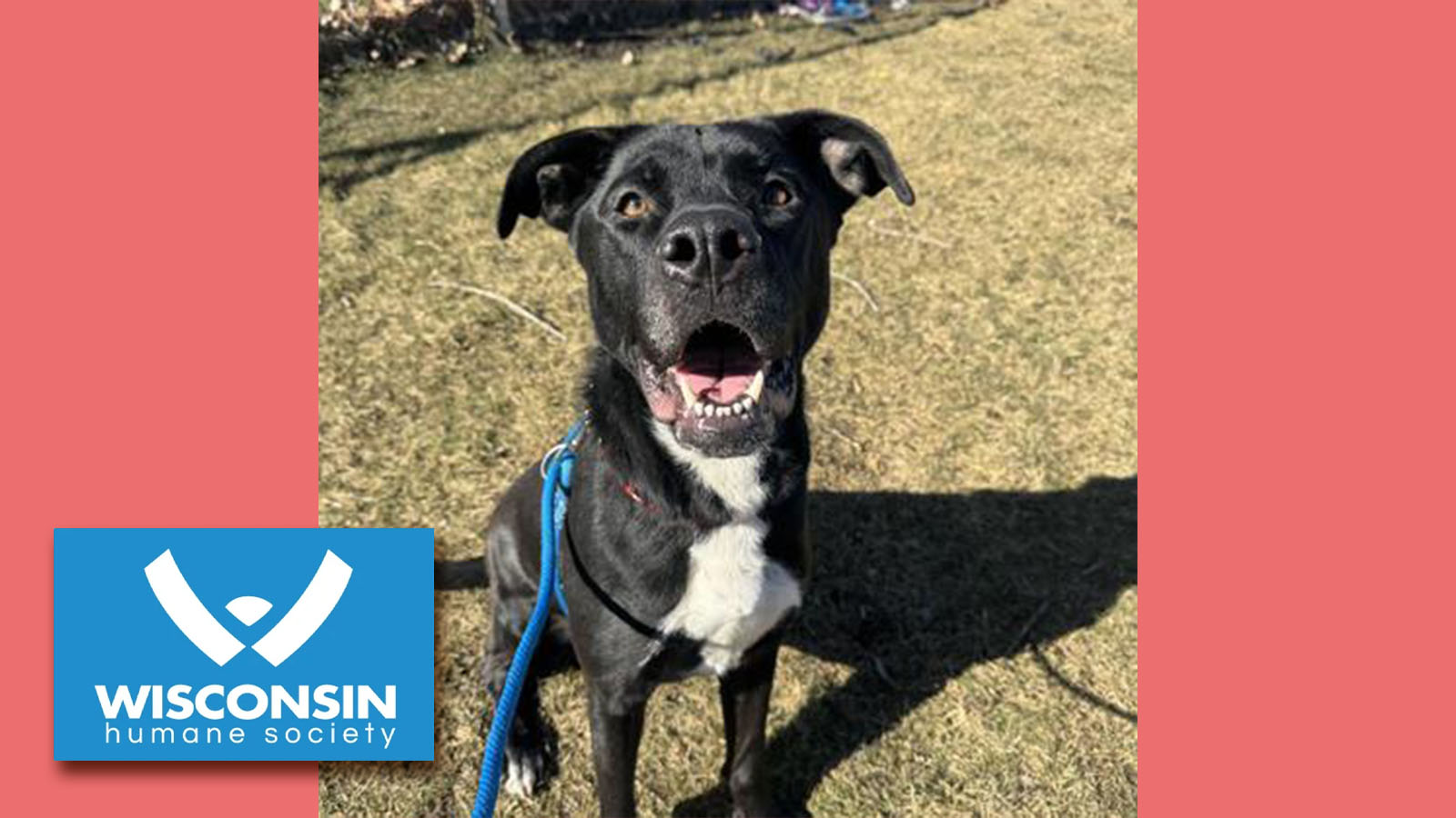 Kenosha.com's Pet of the Week - Kiara