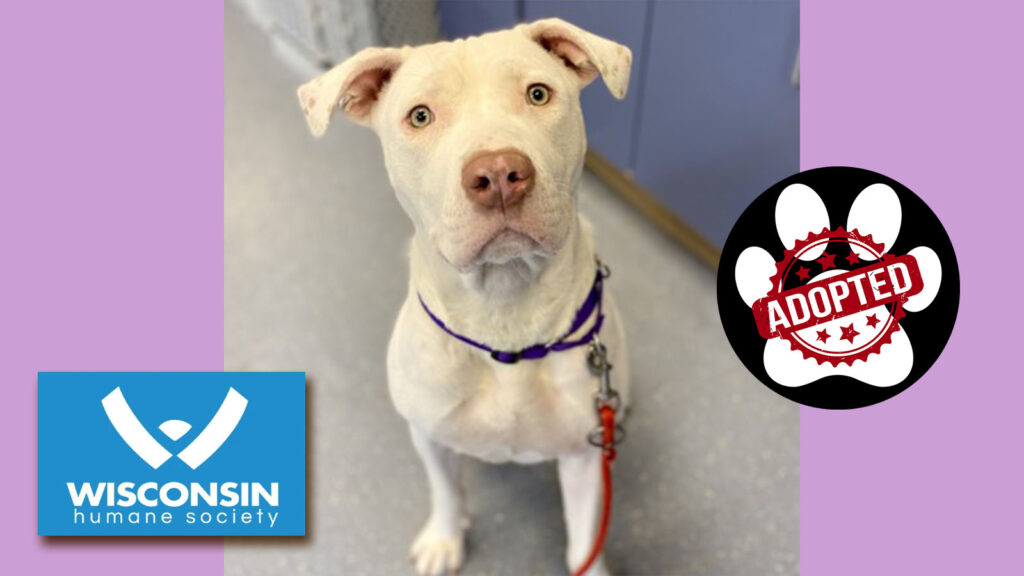 Kenosha.com Pet of the Week: Nyla Snow - Adopted