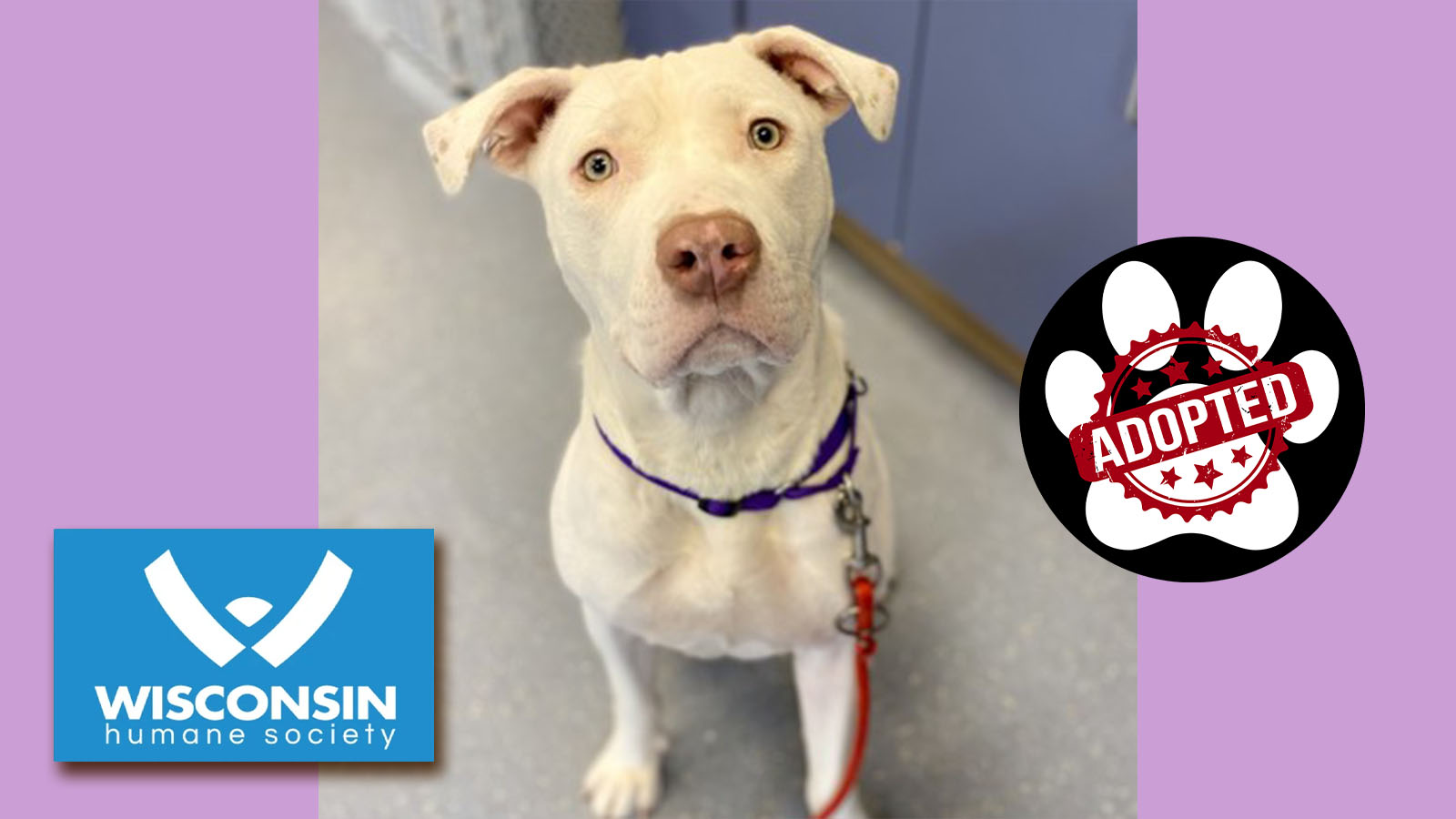 Kenosha.com Pet of the Week: Nyla Snow - Adopted