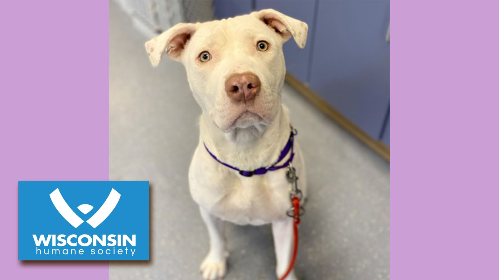 Kenosha.com Pet of the Week: Nyla Snow