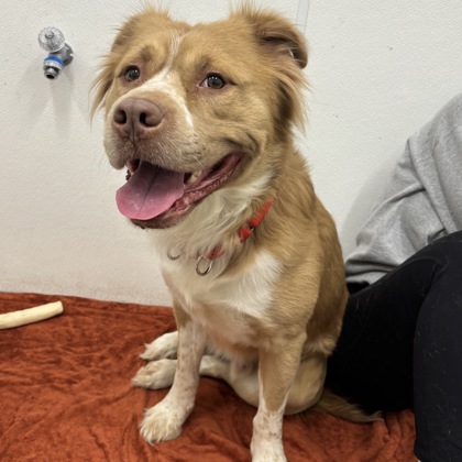 Kenosha.com's Pet of the Week Appa