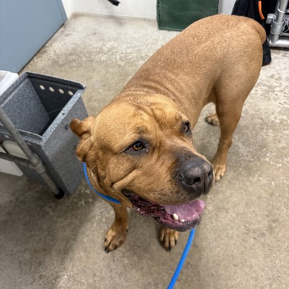 Kenosha.com's Pet of the Week Autumn