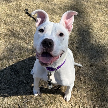 Kenosha.com Pet of the Week Marshmallow