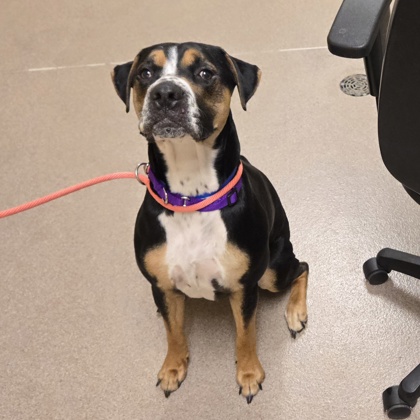 Kenosha.com's Pet of the Week Pluto