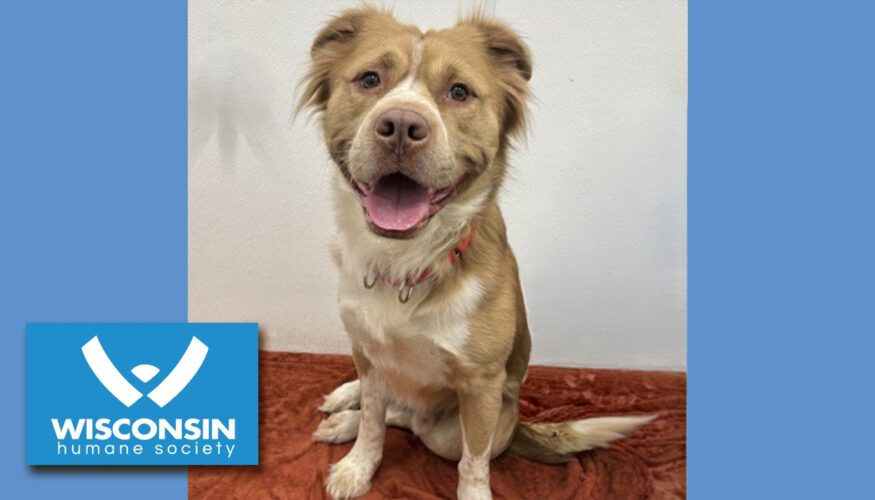 Kenosha.com's Pet of the Week Appa
