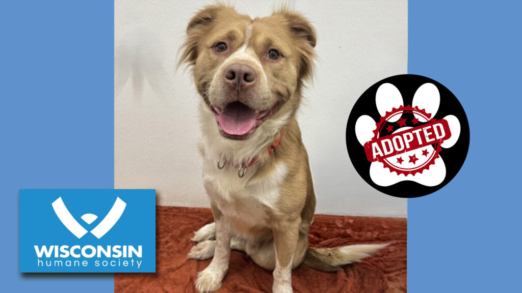 Kenosha.com's Pet of the Week Appa now adopted