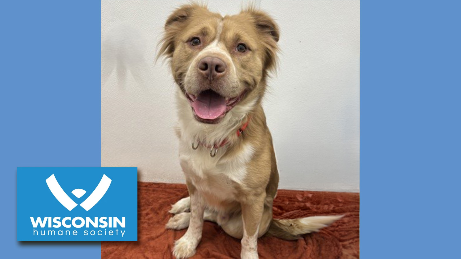 Kenosha.com's Pet of the Week Appa