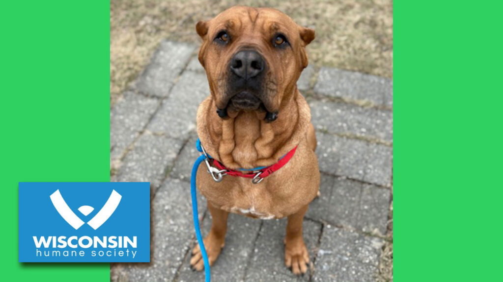 Kenosha.com's Pet of the Week Autumn