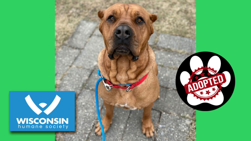 Kenosha.com's Pet of the Week Autumn Now Adopted