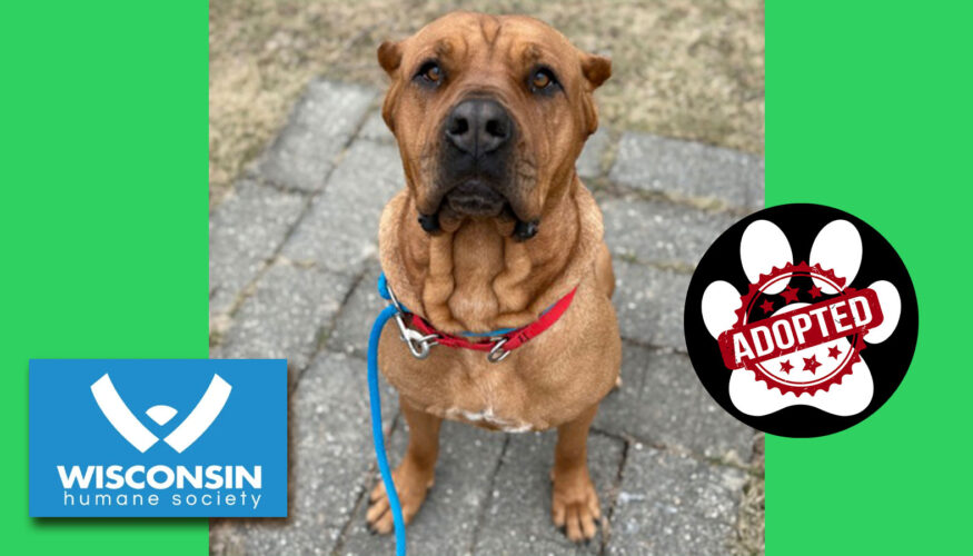 Kenosha.com's Pet of the Week Autumn Now Adopted