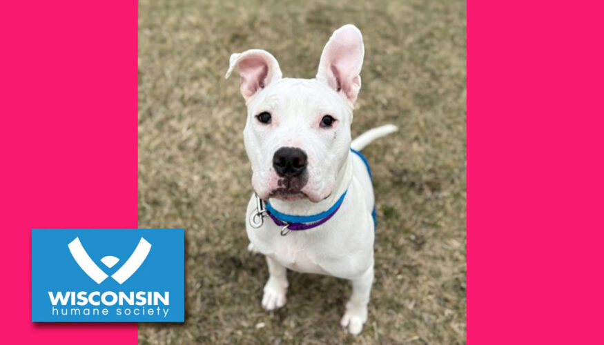 Kenosha.com Pet of the Week Marshmallow