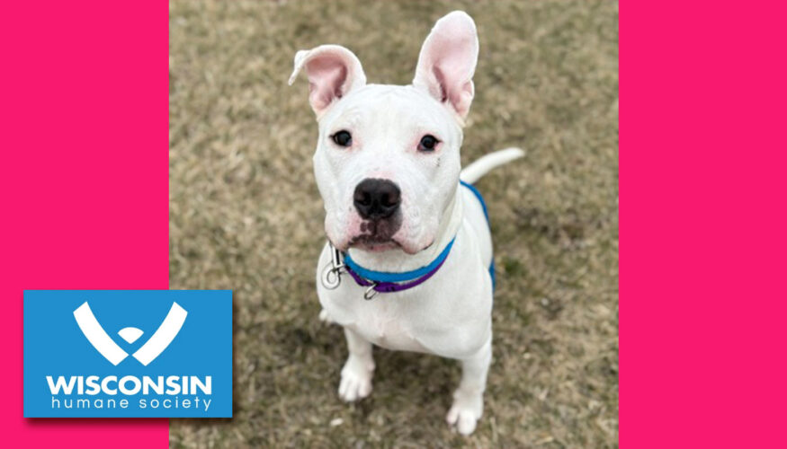 Kenosha.com Pet of the Week Marshmallow