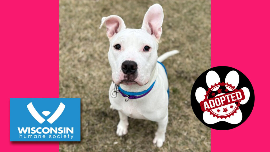 Kenosha.com Pet of the Week Marshmallow now adopted