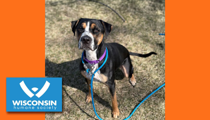 Kenosha.com's Pet of the Week Pluto