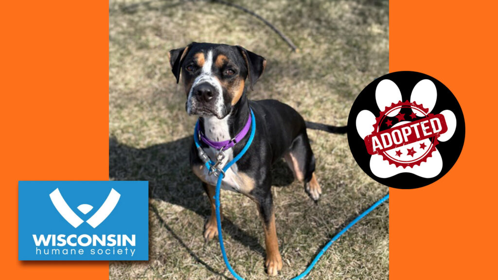Kenosha.com's Pet of the Week Pluto - Now Adopted
