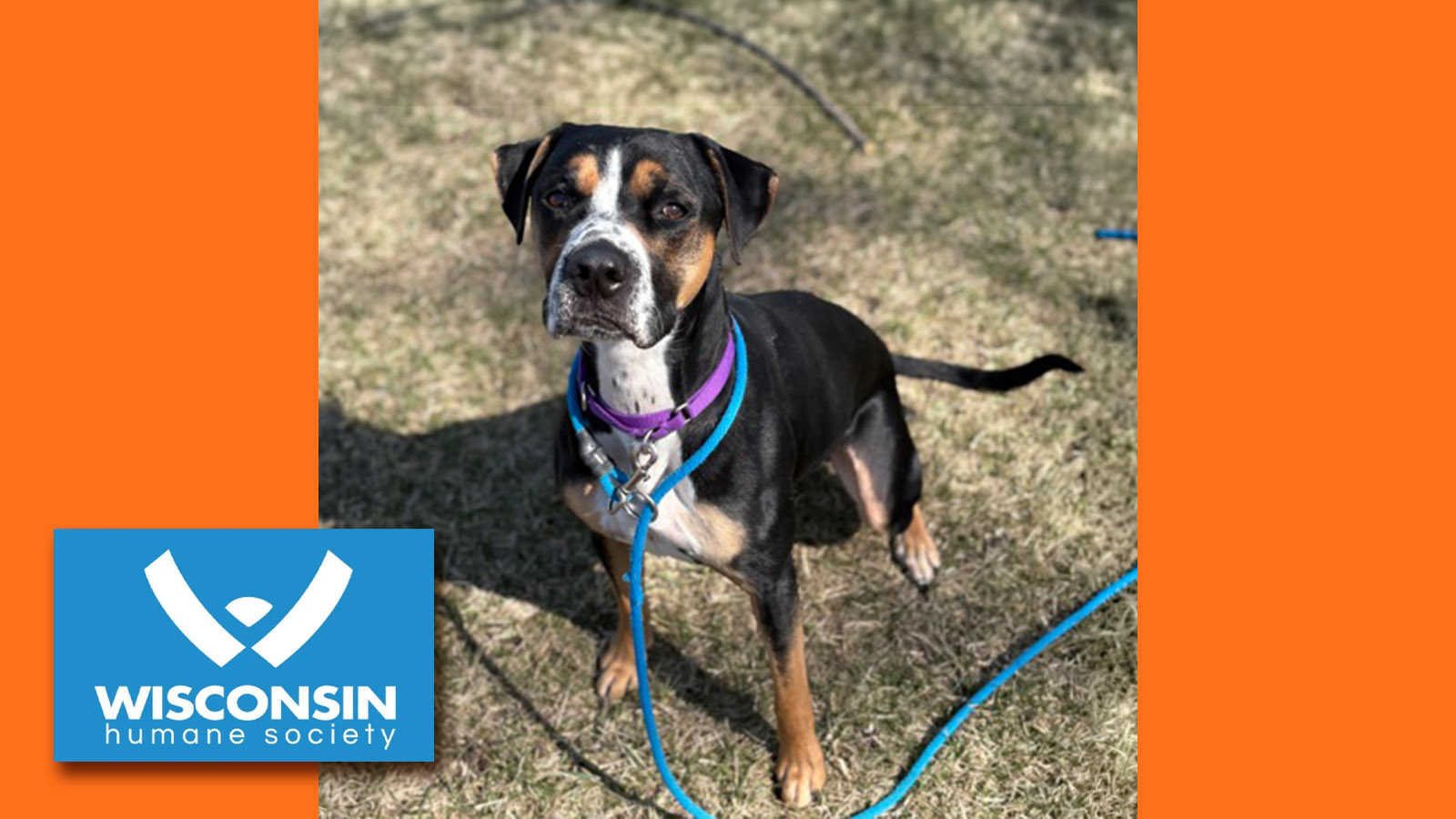 Kenosha.com's Pet of the Week Pluto