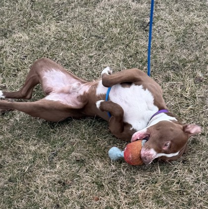 Kenosha.com's Pet of the Week Bam Bam at play