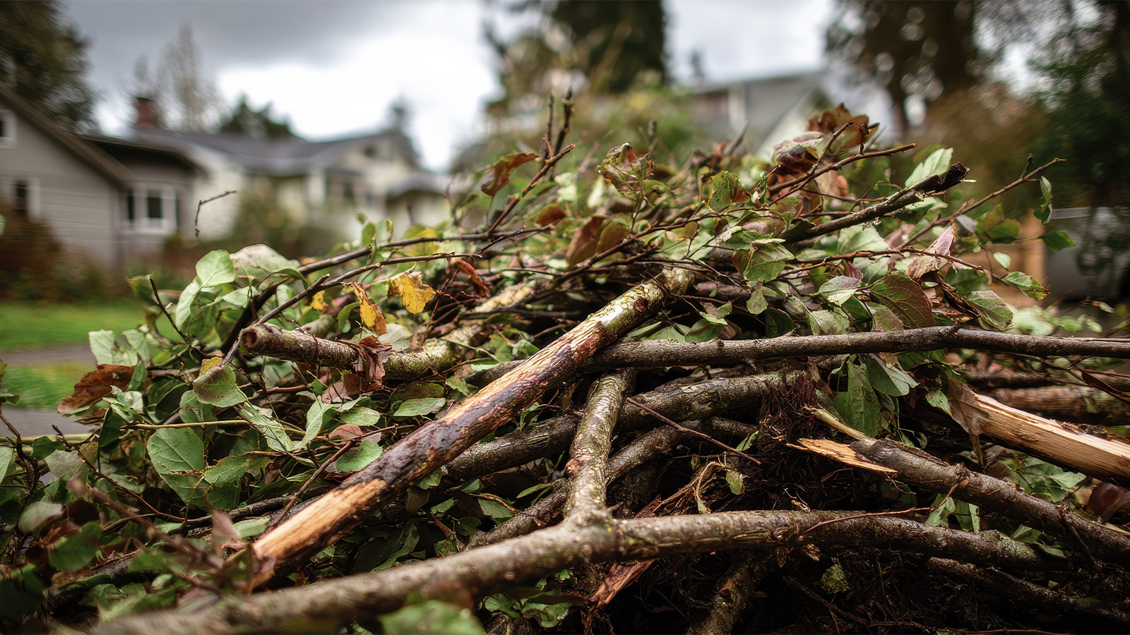 Brush Debris - City of Kenosha Announces Curbside Pickup for Storm Debris
