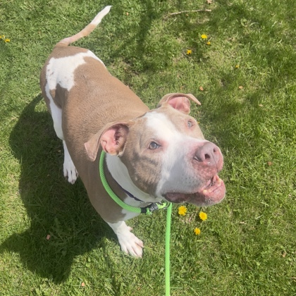 Kenosha.com Pet of the Week Giggles